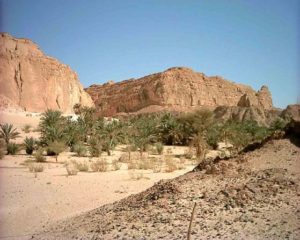The oasis of Ain Khudra